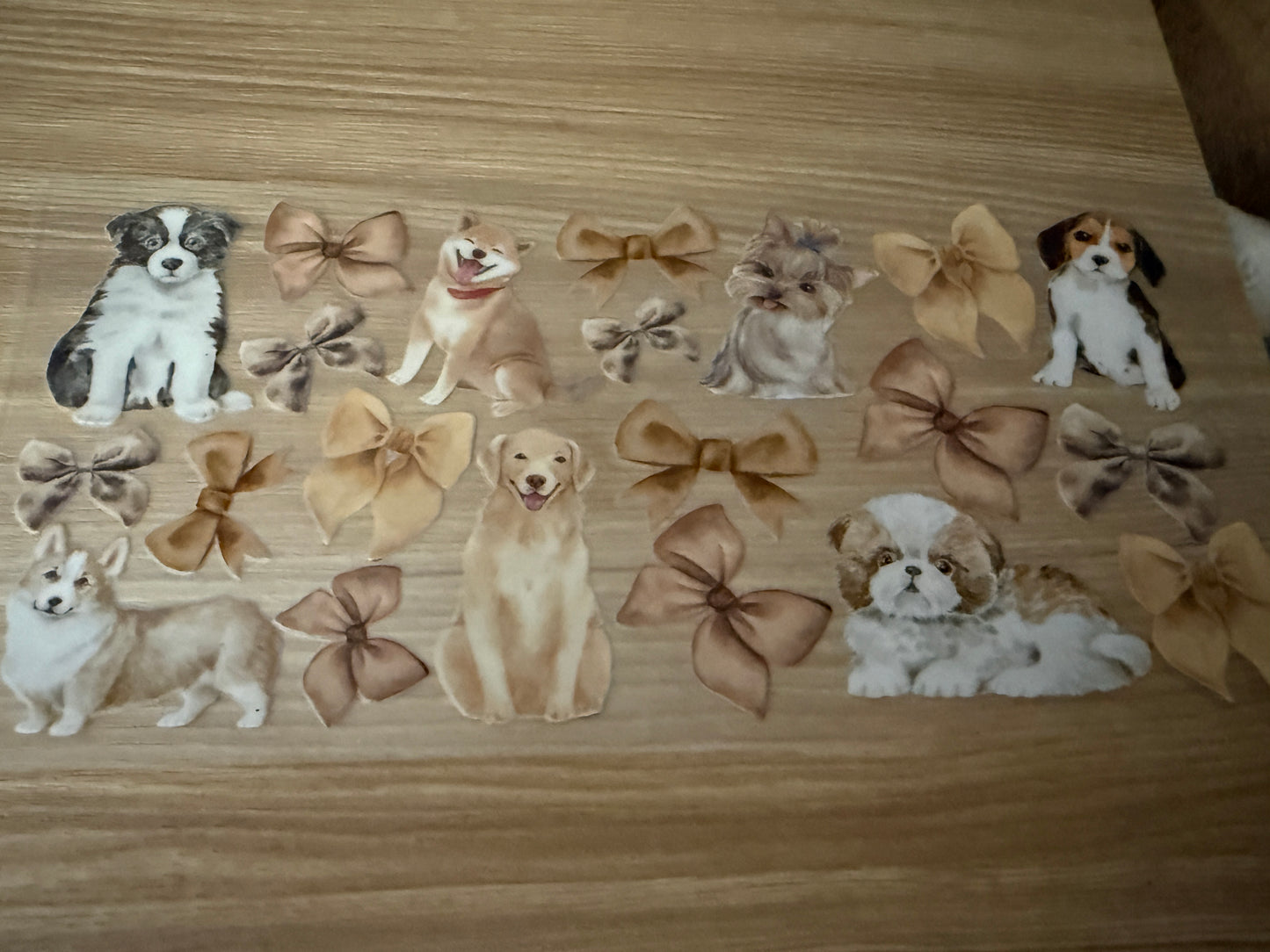 Dogs - Various dogs